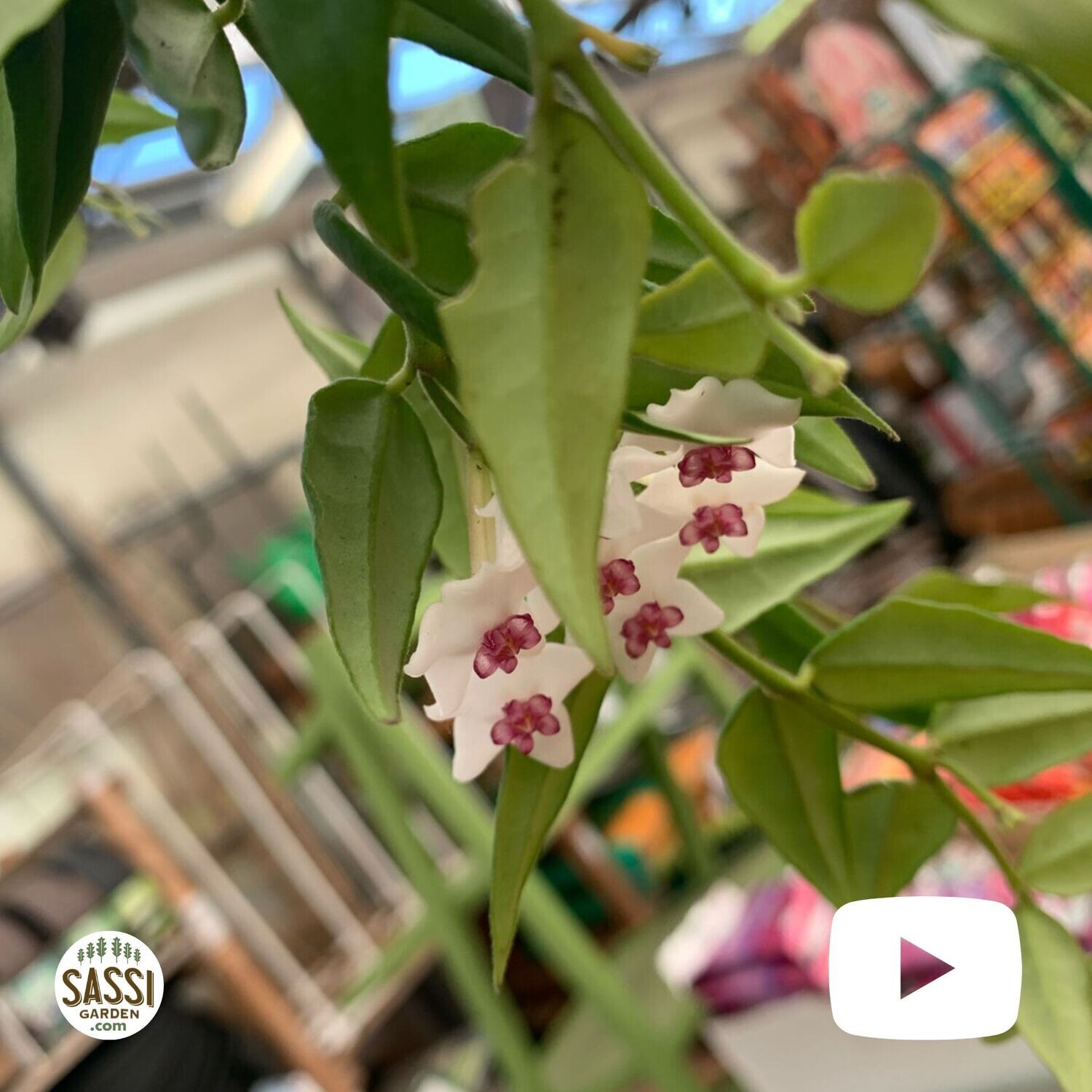 Hoya Bella Lanceolata, Fiore di Cera - basket Ø22 cm Hoya Bella Lanceolata, Fiore di Cera - basket Ø22 cm