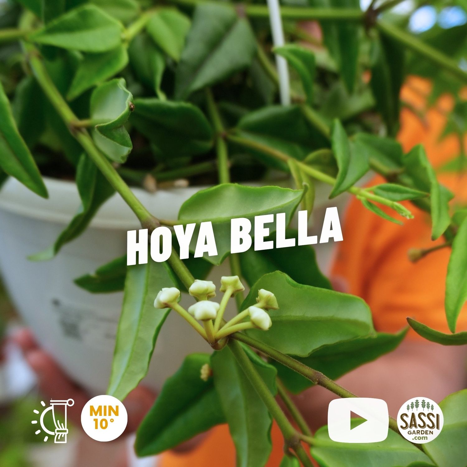 Hoya Lanceolata, Hoya Bella - basket Ø22 cm