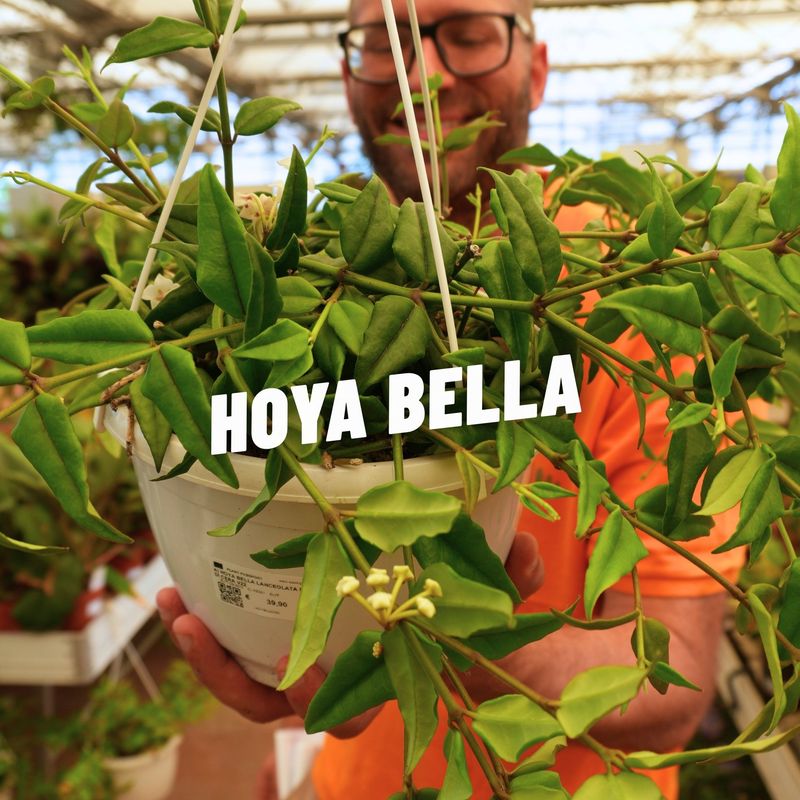 Hoya Lanceolata, Hoya Bella - basket Ø22 cm