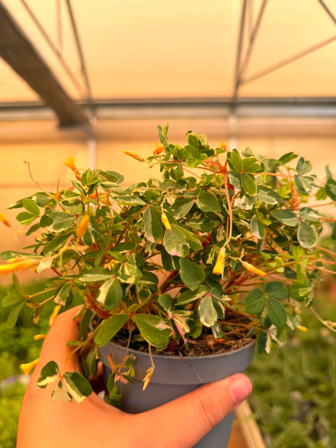 Oxalis 'Northern Lights' - vaso Ø10 cm
