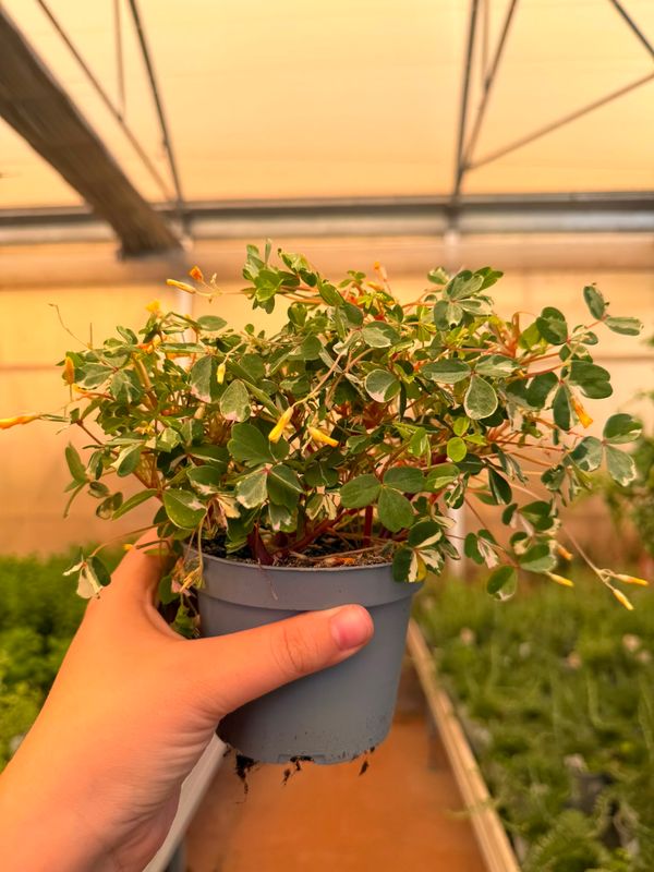 Oxalis 'Northern Lights' - vaso Ø10 cm