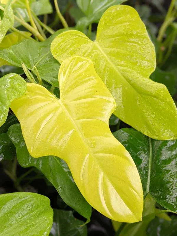 Filodendro, Philodendron 'Golden violin' - vaso Ø12 cm