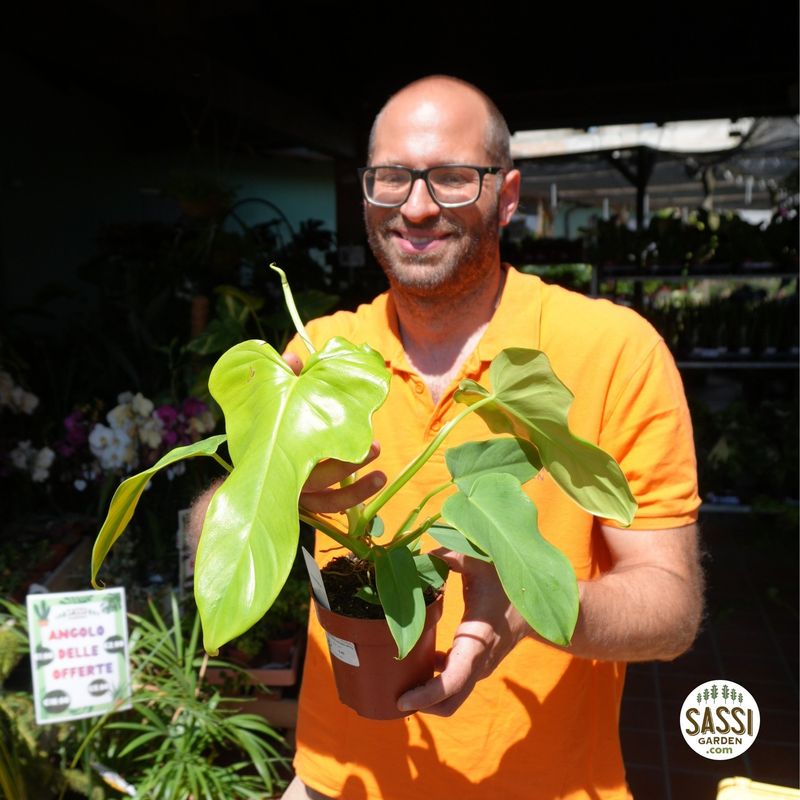 Filodendro, Philodendron 'Golden violin' - vaso Ø12 cm Filodendro, Philodendron 'Golden violin' - vaso Ø12 cm