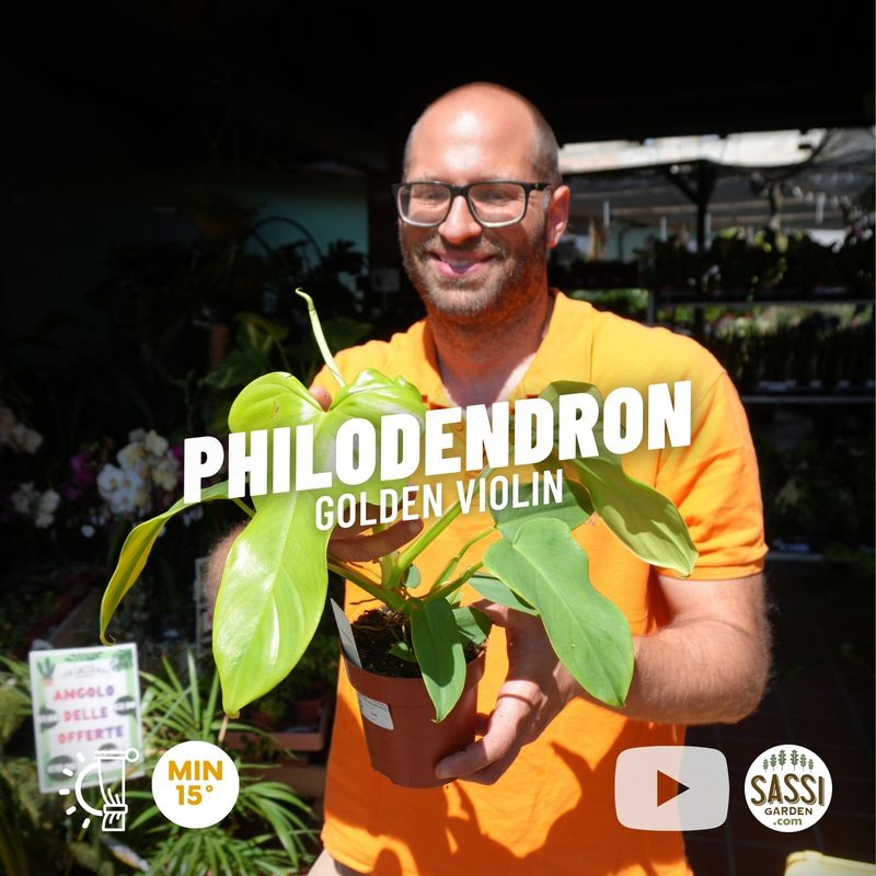 Filodendro, Philodendron 'Golden violin' - vaso Ø12 cm