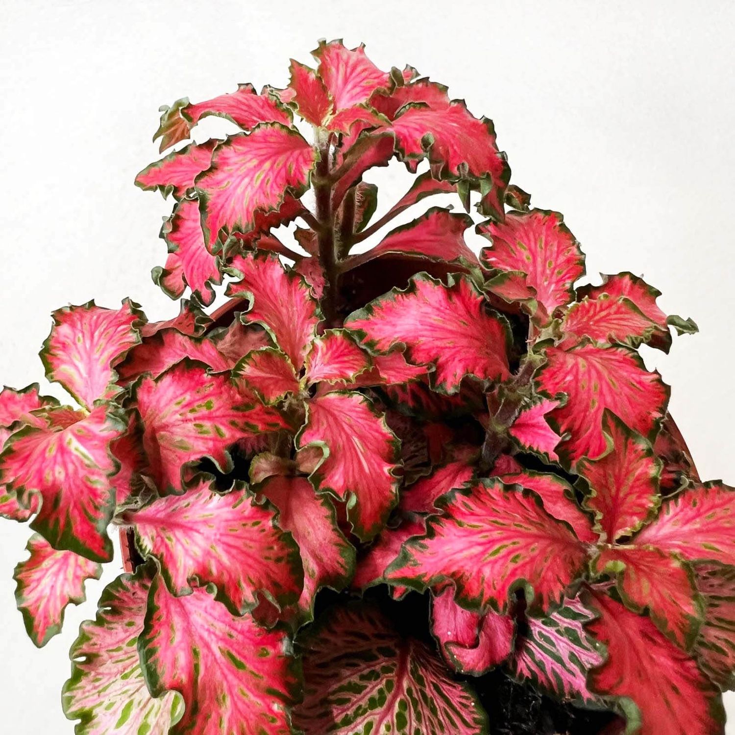 Fittonia Mosaic 'Tiger' - vaso Ø8 cm Fittonia Mosaic 'Tiger' - vaso Ø8 cm
