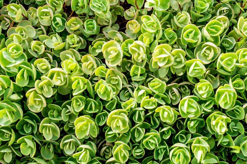 Sedum Tetractinum - vaso Ø5 cm