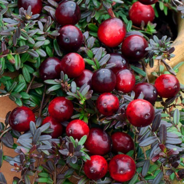 Vaccinium macrocarpon 'Early Black', Mirtillo 'Early Black' - vaso Ø15 cm Vaccinium macrocarpon 'Early Black', Mirtillo 'Early Black' - vaso Ø15 cm