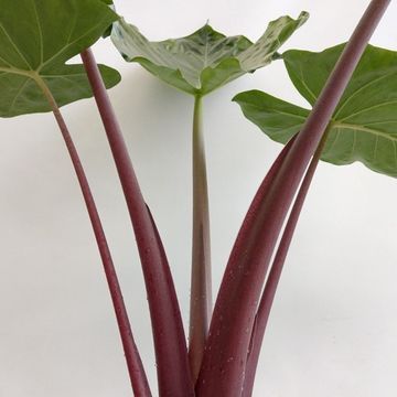 Alocasia 'Imperial Red' - vaso Ø15cm