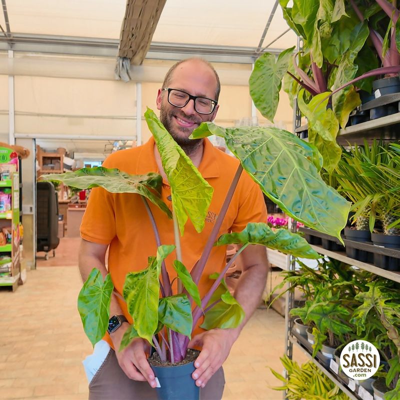 Alocasia 'Imperial Red' - vaso Ø15cm