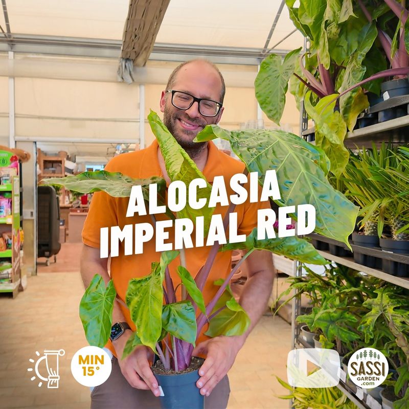 Alocasia 'Imperial Red' - vaso Ø15cm Alocasia 'Imperial Red' - vaso Ø15cm