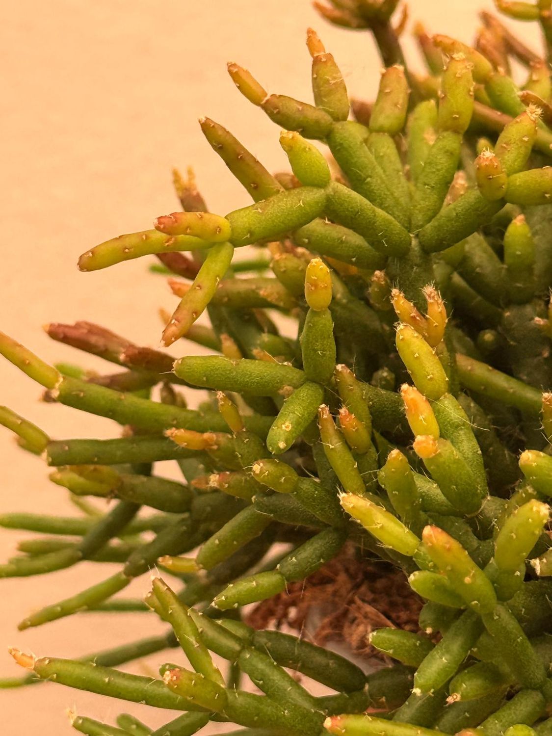 Rhipsalis Burchellii - vaso Ø12