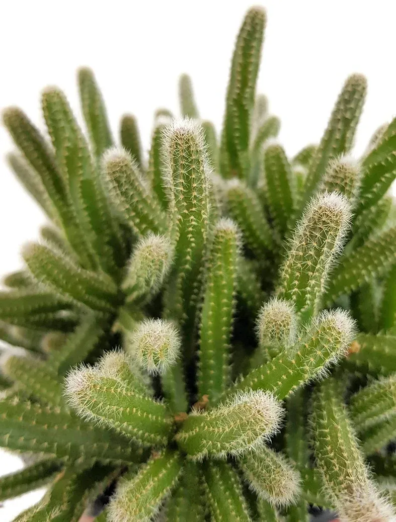 Rhipsalis Baccifera 'Horrida' - vaso Ø12