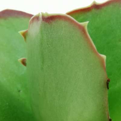 Kalanchoe Synsepala - vaso Ø11 cm