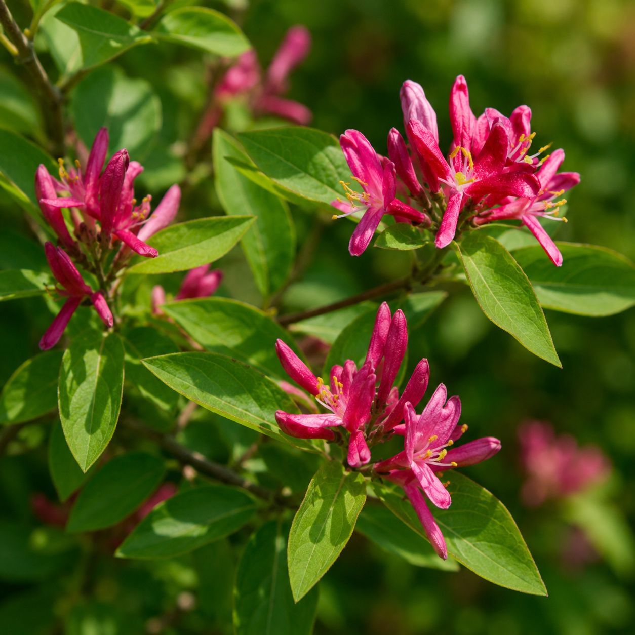 Lonicera tatarica ‘Hacks Red’ - vaso Ø18cm Lonicera tatarica ‘Hacks Red’ - vaso Ø18cm