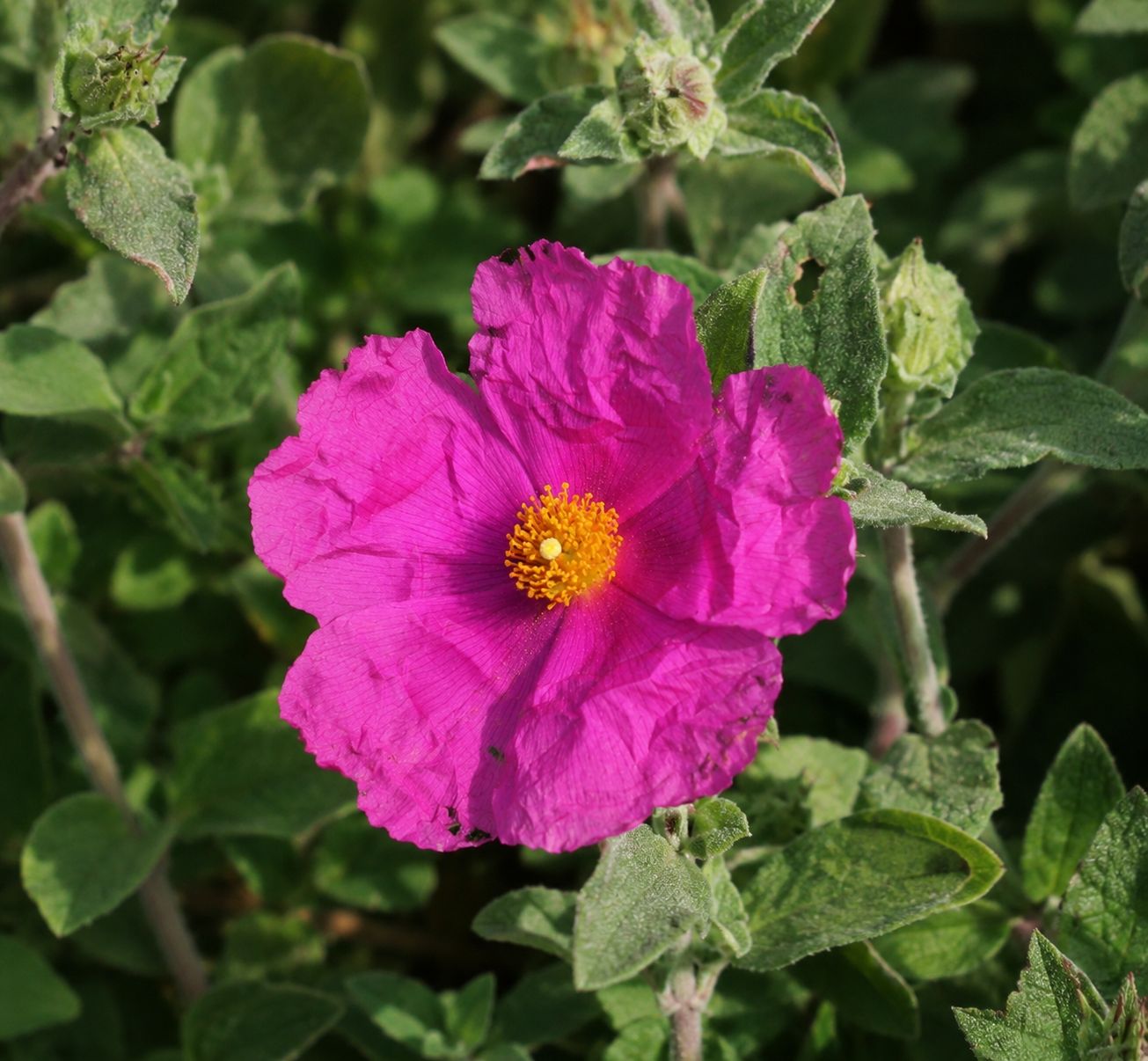 Cistus × pulverulentus ‘Strawberry’ Cisto - vaso Ø18 cm trv Cistus × pulverulentus ‘Strawberry’ Cisto - vaso Ø18 cm trv