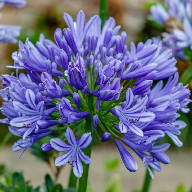 Agapanthus africanus, Agapanto 'Sunfield' - vaso Ø21 cm Agapanthus africanus, Agapanto 'Sunfield' - vaso Ø21 cm