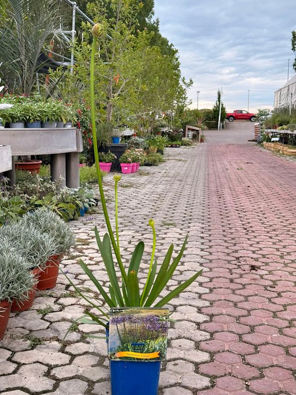 Agapanthus africanus, Agapanto 'Sunfield' - vaso Ø21 cm