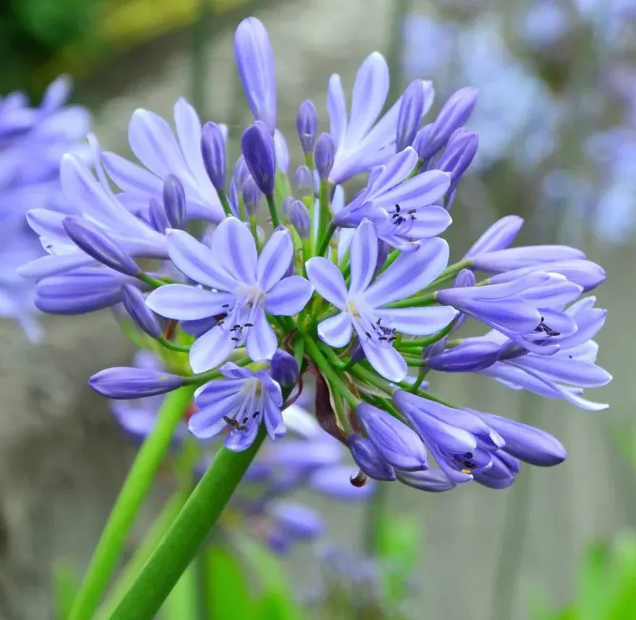 Agapanthus africanus, Agapanto 'Dr. Brouwer' - vaso Ø19 cm Agapanthus africanus, Agapanto 'Dr. Brouwer' - vaso Ø19 cm