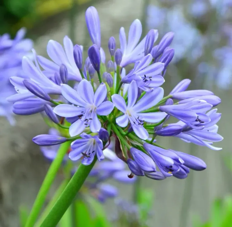 Agapanthus africanus, Agapanto 'Dr. Brouwer' - vaso Ø19 cm Agapanthus africanus, Agapanto 'Dr. Brouwer' - vaso Ø19 cm