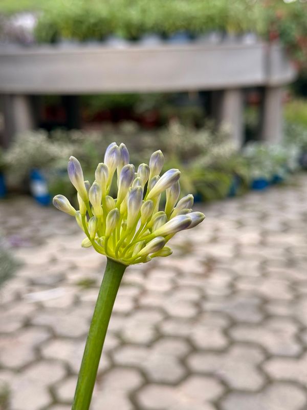 Agapanthus africanus, Agapanto 'Dr. Brouwer' - vaso Ø19 cm