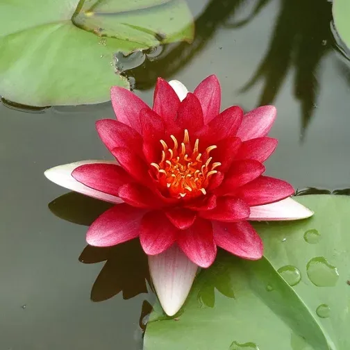 Nymphaea 'Attraction', kit - vaso Ø19