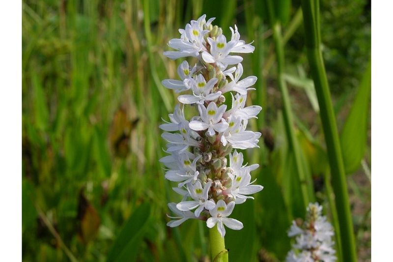 Pontederia cordata alba, kit - vaso Ø19 Pontederia cordata alba, kit - vaso Ø19