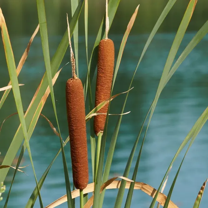 Typha latifolia, kit - vaso Ø19 Typha latifolia, kit - vaso Ø19