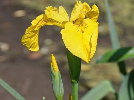 Iris pseudacorus, kit - vaso Ø19 Iris pseudacorus, kit - vaso Ø19