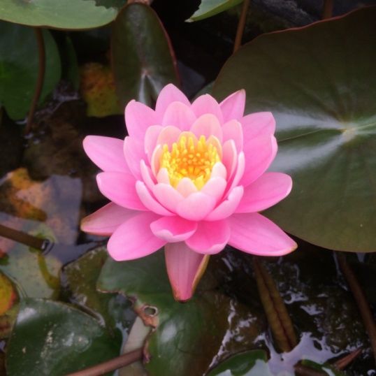 Nymphaea 'Pink opal', kit - vaso Ø19