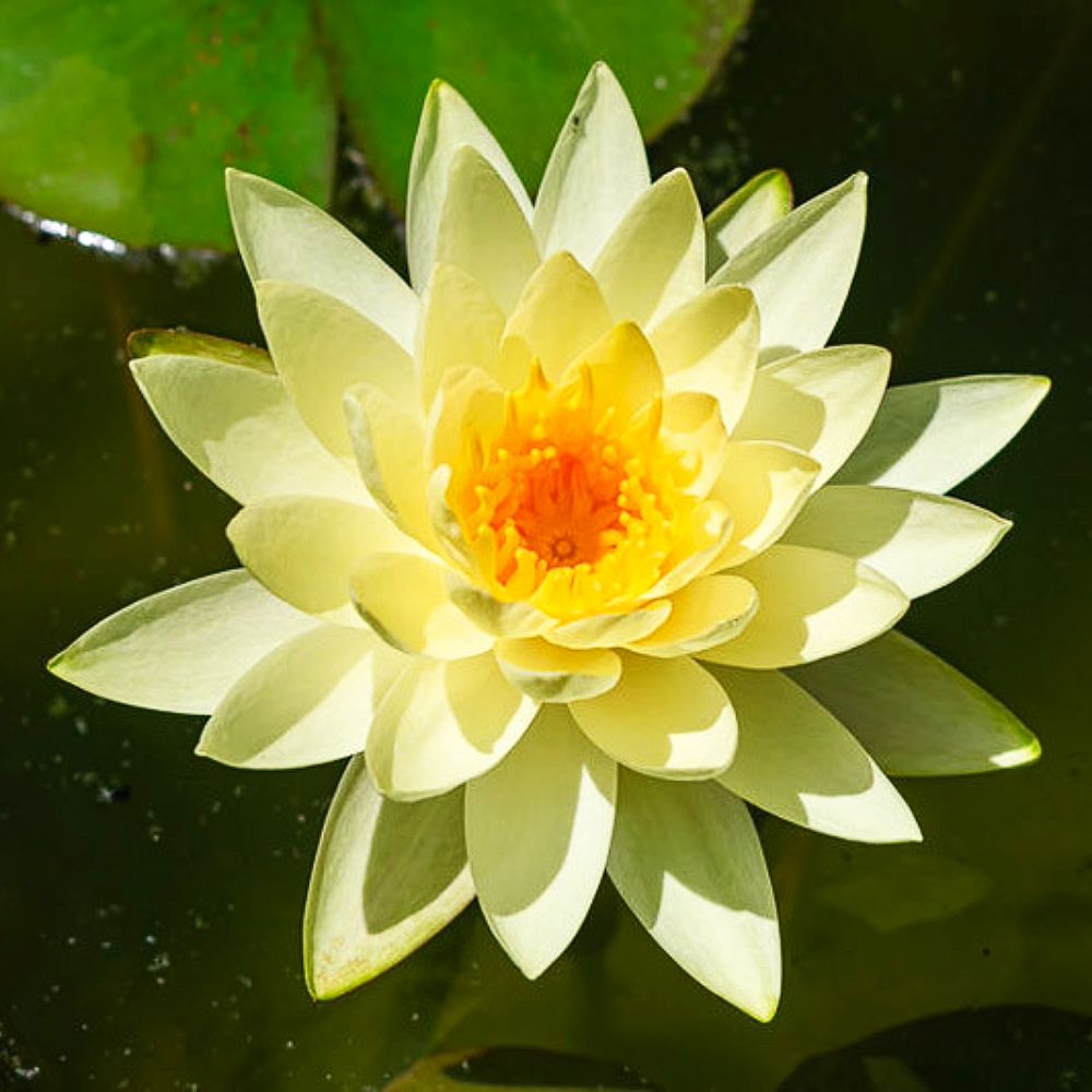 Nymphaea 'Chromatella', kit - vaso Ø19 Nymphaea 'Chromatella', kit - vaso Ø19
