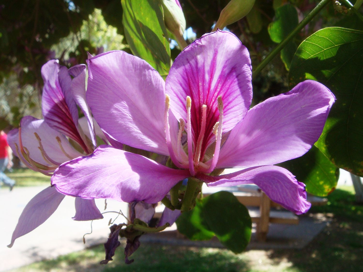 Bauhinia variegata - albero delle orchidee - vaso Ø18 cm, cm SCD Bauhinia variegata - albero delle orchidee - vaso Ø18 cm, cm SCD