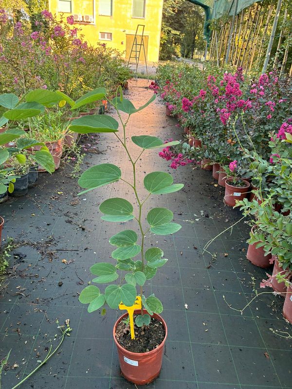 Bauhinia variegata,albero delle orchidee - vaso Ø18 cm