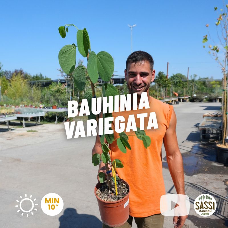 Bauhinia variegata, albero delle orchidee - vaso Ø18 cm