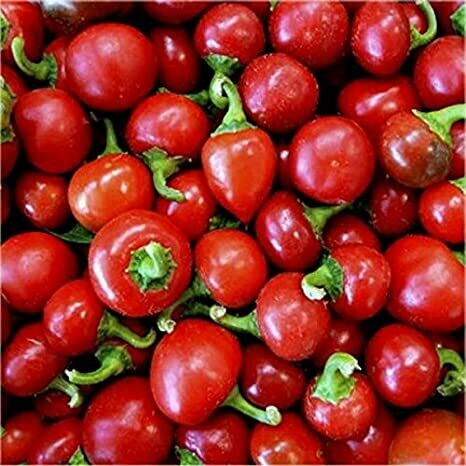 PEPERONCINO TONDO CALABRESE - Capsicum annuum - v14