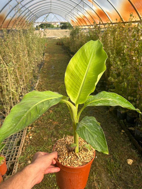 Musa sikkimensis ' Himalayensis Speciosa ' - Banano di Darjeeling - vaso Ø17 cm, h 60 cm SCD