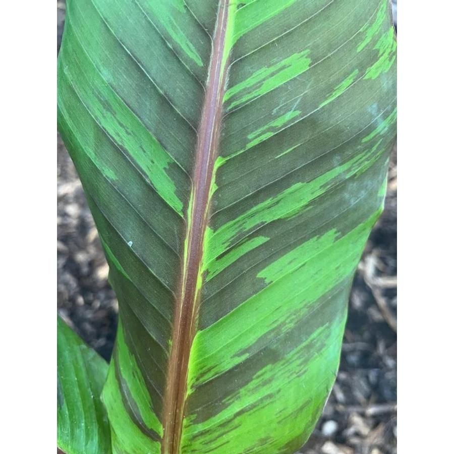 Musa sikkimensis ' Helen's Hybrid ' -Banano rustico 'Helen's Hybrid' - vaso Ø17 cm, h 60 cm SCD Musa sikkimensis ' Helen's Hybrid ' -Banano rustico 'Helen's Hybrid' - vaso Ø17 cm, h 60 cm SCD