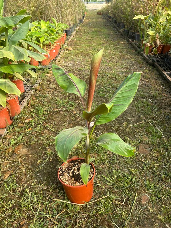 Musa sikkimensis ' Helen's Hybrid ' -Banano rustico 'Helen's Hybrid' - vaso Ø17 cm, h 60 cm SCD