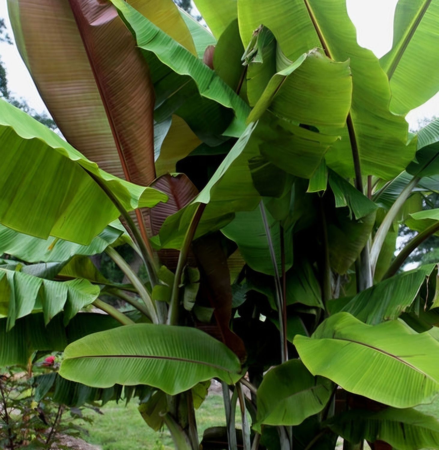 Musa sikkimensis 'Helen's Hybrid', Banano rustico - vaso Ø17 cm, h 60 cm