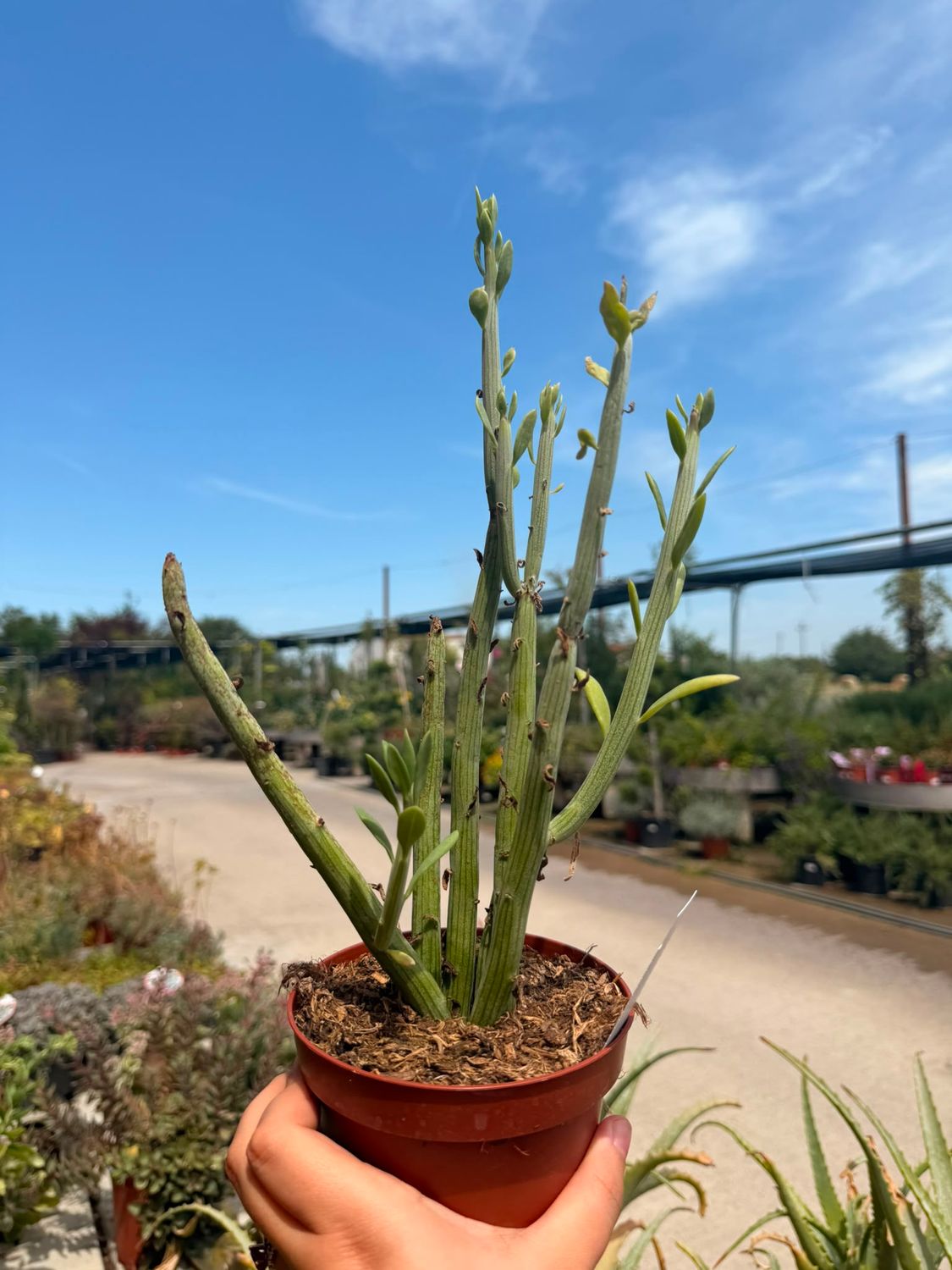 Senecio Anteuphorbium - vaso Ø12 cm