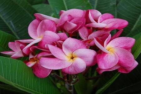 Plumeria rubra 'CP Bannakam' fiore Rosa , frangipani, frangipane, Pomelia - vaso Ø17 cm Plumeria rubra 'CP Bannakam' fiore Rosa , frangipani, frangipane, Pomelia - vaso Ø17 cm