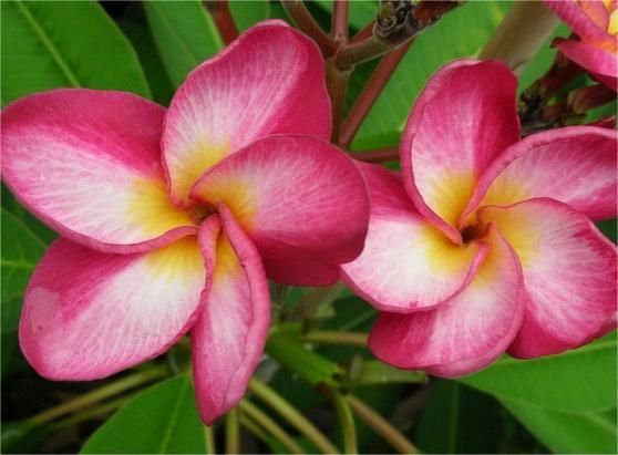 Plumeria rubra 'Lym Fly' fiore Rosa , frangipani, frangipane, Pomelia - vaso Ø17 cm Plumeria rubra 'Lym Fly' fiore Rosa , frangipani, frangipane, Pomelia - vaso Ø17 cm