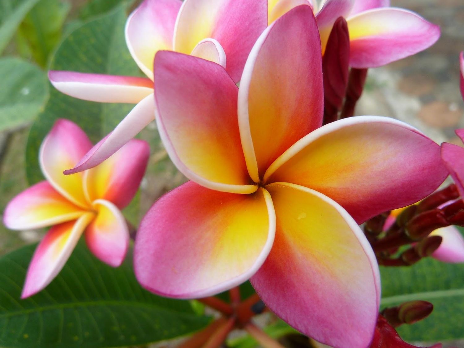 Plumeria rubra 'Sun Dragon' fiore Rosa , frangipani, frangipane, Pomelia - vaso Ø17 cm