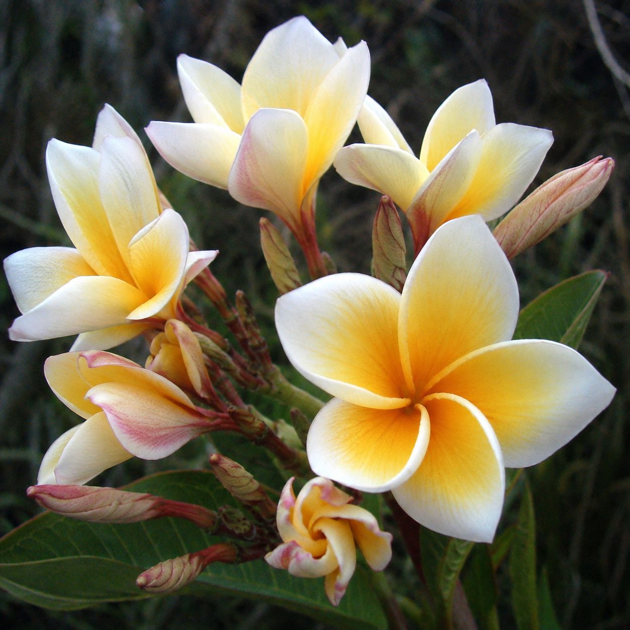 Plumeria rubra 'Sun Dragon' fiore giallo-rosato , frangipani, frangipane, Pomelia - vaso Ø17 cm