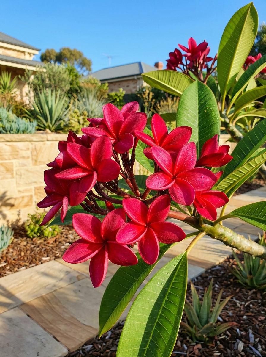 Plumeria rubra 'Wasitee Red' fiore Rosa , frangipani, frangipane, Pomelia - vaso Ø17 cm Plumeria rubra 'Wasitee Red' fiore Rosa , frangipani, frangipane, Pomelia - vaso Ø17 cm