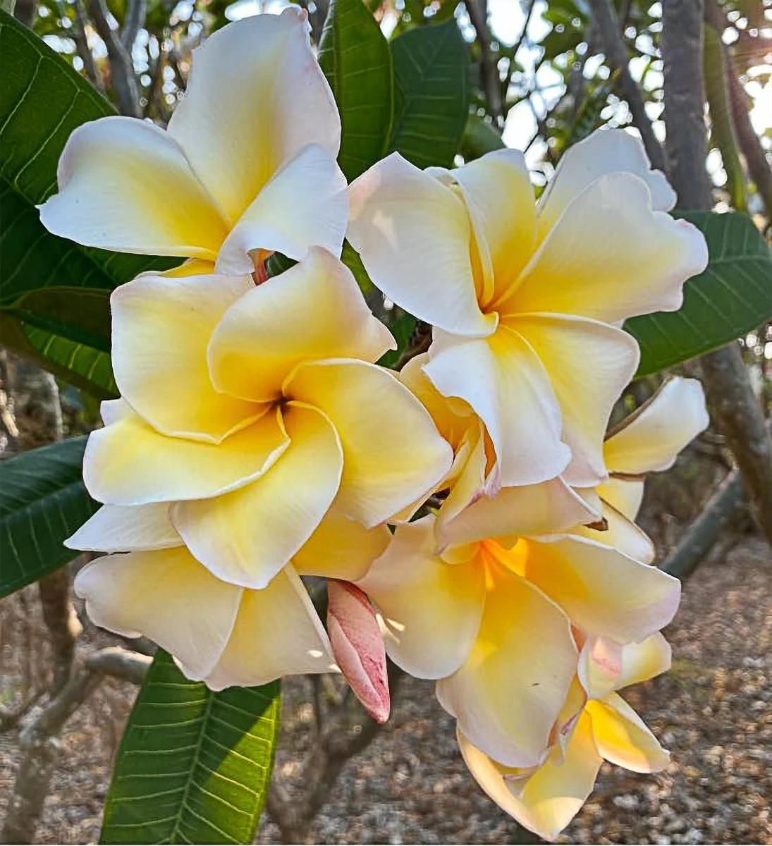 Plumeria rubra 'Witsanu Gold' fiore Rosa , frangipani, frangipane, Pomelia - vaso Ø17 cm Plumeria rubra 'Witsanu Gold' fiore Rosa , frangipani, frangipane, Pomelia - vaso Ø17 cm