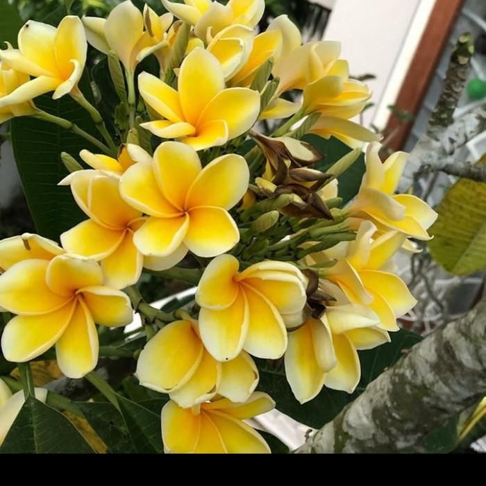 Plumeria rubra 'Kanjana yellow' fiore Rosa , frangipani, frangipane, Pomelia - vaso Ø17 cm Plumeria rubra 'Kanjana yellow' fiore Rosa , frangipani, frangipane, Pomelia - vaso Ø17 cm