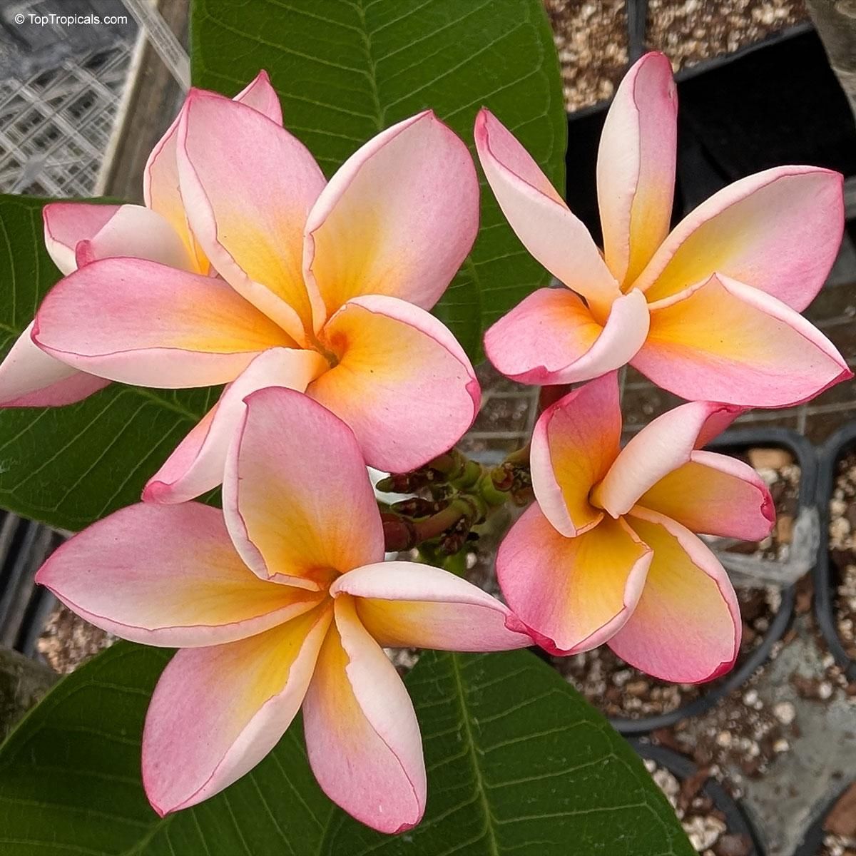 Plumeria rubra 'Lai Namtarn' fiore Rosa , frangipani, frangipane, Pomelia - vaso Ø17 cm Plumeria rubra 'Lai Namtarn' fiore Rosa , frangipani, frangipane, Pomelia - vaso Ø17 cm