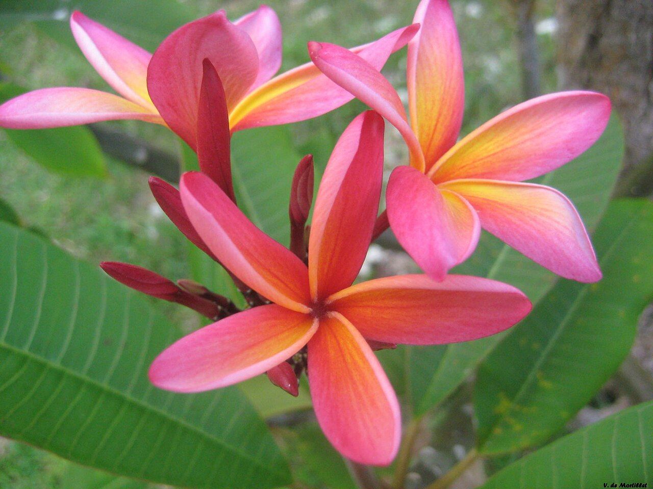 Plumeria rubra 'Lai Namtarn' fiore Rosa , frangipani, frangipane, Pomelia - vaso Ø17 cm