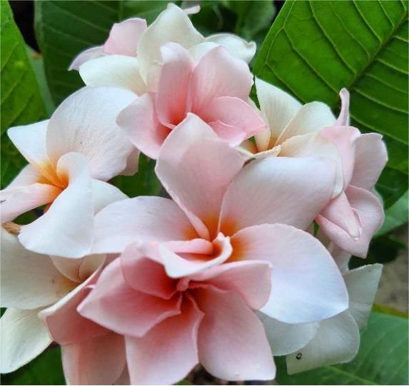 Plumeria rubra 'Rung Sirichok' fiore Rosa , frangipani, frangipane, Pomelia - vaso Ø17 cm Plumeria rubra 'Rung Sirichok' fiore Rosa , frangipani, frangipane, Pomelia - vaso Ø17 cm