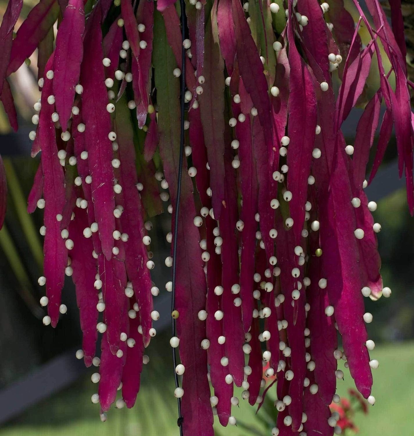 Pseudorhipsalis ramulosa - vaso Ø17 cm Pseudorhipsalis ramulosa - vaso Ø17 cm